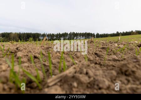 erba verde in primavera, un nuovo raccolto di grano nel campo con il tempo nuvoloso senza sole su uno sfondo grigio del cielo Foto Stock