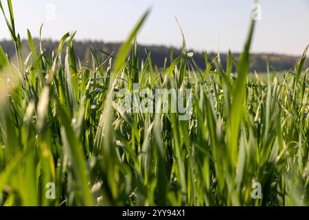 frumento in un campo alla luce del sole, illuminato da lame verdi di cereali alla luce del sole in primavera Foto Stock