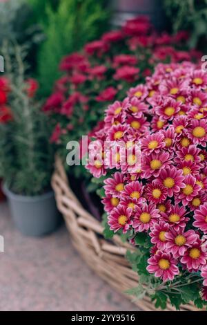 Splendidi fiori rosa del crisantemo in un negozio di fiori all'aperto. Messa a fuoco selettiva. Foto Stock