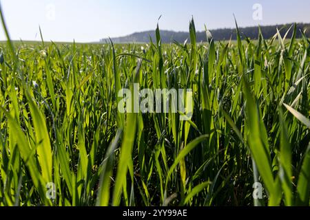 frumento in un campo alla luce del sole, illuminato da lame verdi di cereali alla luce del sole in primavera Foto Stock