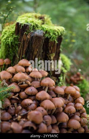 un gruppo di piccoli funghi bruni che crescono su un brach nel muschio Foto Stock