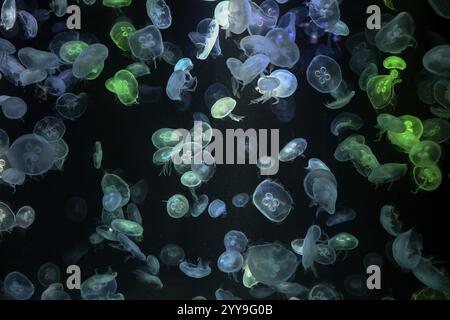 Meduse scatolate (Aurelia aurita) in una vasca dell'acquario di Bang Saen, provincia di Chonburi, Thailandia, Asia Foto Stock