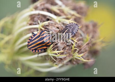 Stripe bug (Graphosoma italicum), ben mimetizzato su un umbel, Renania settentrionale-Vestfalia, Germania, Europa Foto Stock