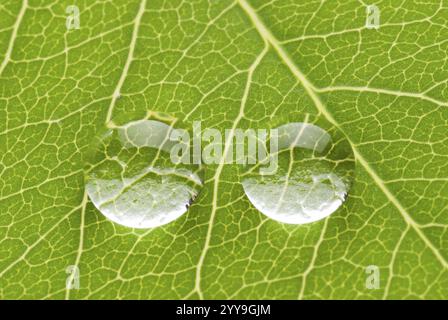 Due gocce trasparenti su foglia verde su sfondo bianco, concetto naturale Foto Stock