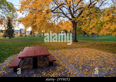 Una panchina del parco si trova in un parco con un grande albero dietro di esso. La panchina è vuota e circondata da foglie cadute. La scena è tranquilla e serena Foto Stock