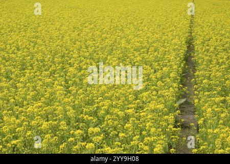 Vivace campo di fiori gialli con uno stretto sentiero che attraversa il paesaggio Foto Stock