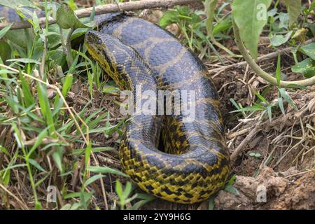Anaconda gialla (Eunectes notaeus), nota anche come anaconda del Paraguay o anaconda meridionale, boa (Boidae), serpente costrittore, Pantanal, entroterra, zona umida, Foto Stock