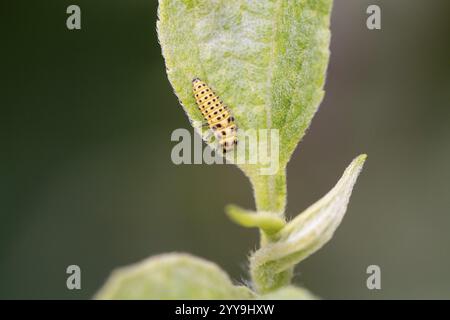 Uccello coccinello (Psyllobora vigintiduopunctata), larva in foglia, Renania settentrionale-Vestfalia, Germania, Europa Foto Stock
