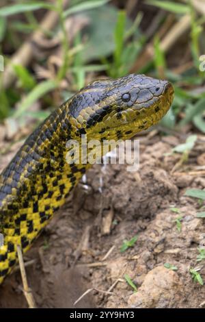 Anaconda gialla (Eunectes notaeus), nota anche come anaconda del Paraguay o anaconda meridionale, boa (Boidae), serpente costrittore, ritratto di animali, Pantanal, Foto Stock