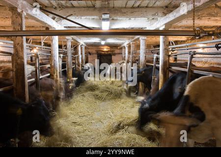 L'interno di un caseificio con file di mucche in bancarelle, che si nutrono di paglia sotto un'illuminazione intensa in un ambiente rustico. Mostra le pratiche agricole e la vettura Foto Stock