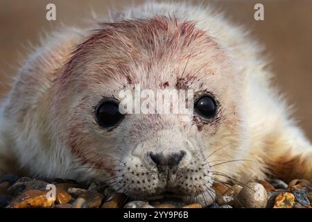 Un cucciolo di foca nato di recente su una spiaggia di ciottoli Foto Stock