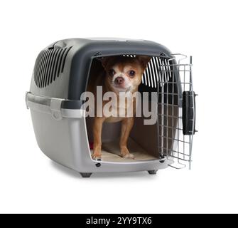 Adorabile cane nel trasportino per animali, isolato su bianco Foto Stock