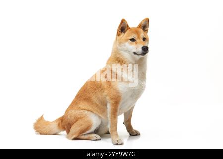 Un cane Shiba Inu solitario siede elegantemente su uno sfondo bianco dello studio, mostrando un comportamento calmo e avvelenato con il suo caratteristico cappotto rosso Foto Stock