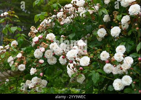 Boccioli rosa e fiori bianchi estivi di rosa rosa "Félicité-Perpétue" nel giardino del Regno Unito a luglio Foto Stock
