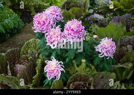 Raggruppamento di mamma del giardino viola in una giornata di pioggia in giardino. Foto Stock