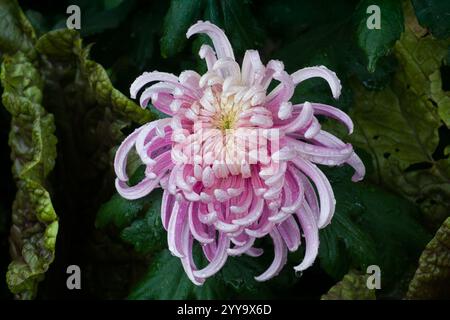 Una mamma del giardino viola in una giornata di pioggia in giardino. Foto Stock