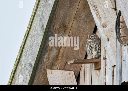 Steinkauz, Athene noctua, Civetta Foto Stock