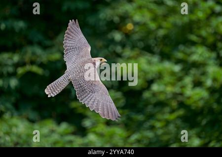 Im Lannerfalke societé Flug, Falco biarmicus, Lanner falcon battenti Foto Stock