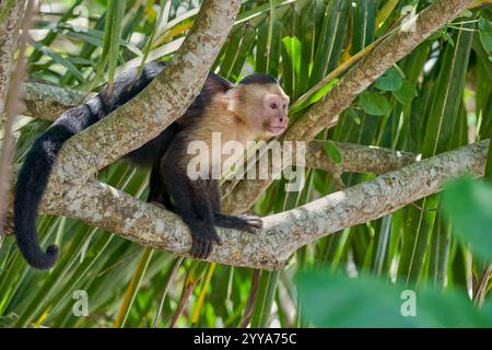 Weisschulter-Kapuzineraffe, Cebus capucinus, cappuccini dalla testa bianca Foto Stock