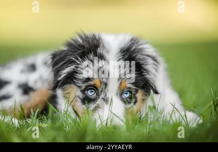 Adorabile cucciolo di pastore australiano con occhi blu seduti sull'erba verde, curioso e leggermente confuso. Foto Stock