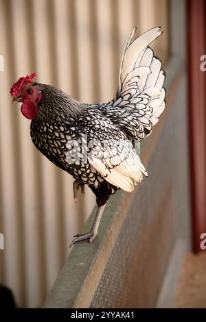 il gallo è bianco e nero con un pettine rosso Foto Stock