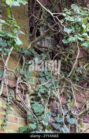 L'edera che cresce incontrollabilmente distrugge una vecchia casa Foto Stock