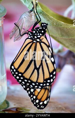 Elegante farfalla monarca aggrappata alla crisalide appena emersa. Foto Stock