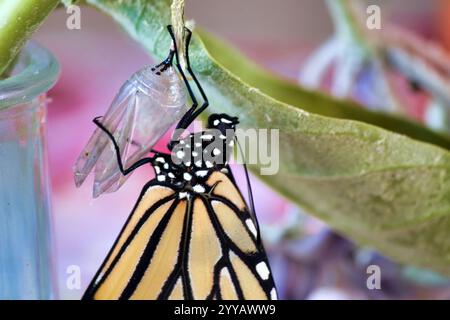 Elegante farfalla monarca aggrappata alla crisalide appena emersa. Foto Stock