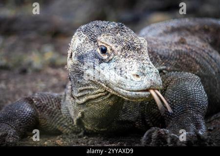 Drago di Komodo sull'isola di Komodo in Indonesia Foto Stock