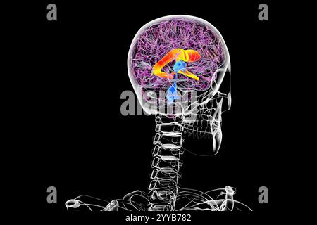 Illustrazione computerizzata dei ventricoli cerebrali laterali, le più grandi cavità accoppiate nel cervello, responsabili della produzione e della circolazione del liquido cerebrospinale (CSF). Foto Stock