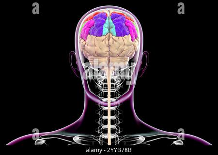 Illustrazione computerizzata del giroscopio parietale che mostra il giroscopio postcentrale (rosso), il lobo parietale superiore (blu scuro), il lobo parietale inferiore con il giroscopio sopramarginale (verde) e angolare (viola), il precuneo (blu chiaro). Vista posteriore. Foto Stock