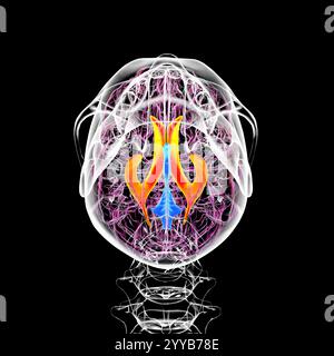 Illustrazione computerizzata dei ventricoli cerebrali laterali, le più grandi cavità accoppiate nel cervello, responsabili della produzione e della circolazione del liquido cerebrospinale (CSF). Vista dal basso. Foto Stock