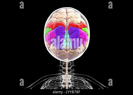 Illustrazione computerizzata del giroscopio parietale che mostra il giroscopio postcentrale (rosso), il lobo parietale superiore (blu scuro), il lobo parietale inferiore con il giroscopio sopramarginale (verde) e angolare (viola), il precuneo (blu chiaro). Foto Stock
