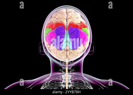 Illustrazione computerizzata del giroscopio parietale che mostra il giroscopio postcentrale (rosso), il lobo parietale superiore (blu scuro), il lobo parietale inferiore con il giroscopio sopramarginale (verde) e angolare (viola), il precuneo (blu chiaro). Vista dall'alto. Foto Stock