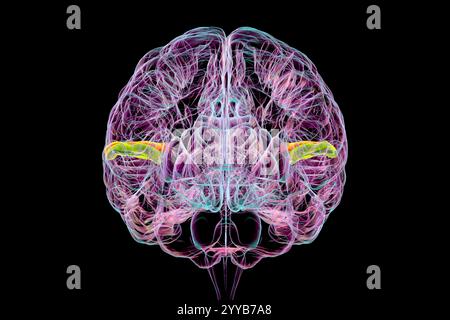 Illustrazione al computer di un cervello umano con il giroscopio temporale trasversale evidenziato, anteriore in verde e posteriore in arancione, vista frontale. Queste regioni sono coinvolte nell'elaborazione uditiva e nella comprensione del linguaggio. Foto Stock