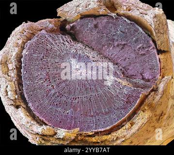Sezione stelo legnoso, SEM Foto Stock
