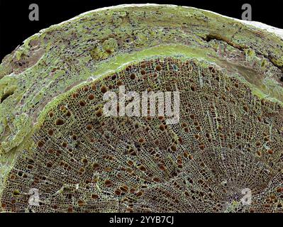 Sezione stelo Woody. Micrografia elettronica a scansione colorata (SEM) di una sezione trasversale attraverso lo stelo di una pianta legnosa. La maggior parte del tessuto visto qui è xylem secondario (verde scuro), che trasporta acqua e nutrienti minerali dalle radici in tutta la pianta. A formare un anello sottile intorno allo xylem è il phloem (verde pallido), che trasporta carboidrati e ormoni vegetali intorno alla pianta. Il tessuto esterno dello stelo è la corteccia. Ingrandimento: X30 se stampato largo 10 centimetri. Foto Stock
