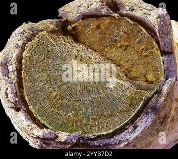 Sezione stelo legnoso, SEM Foto Stock