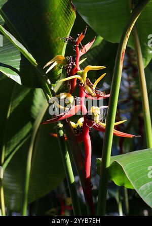 Falso uccello del Paradiso, Wild Plantain o aragosta Claw Heliconia, Heliconia schiedeana, Heliconiaceae. SIS. Bihai schiedeana e Heliconia hirsuta. Mex Foto Stock