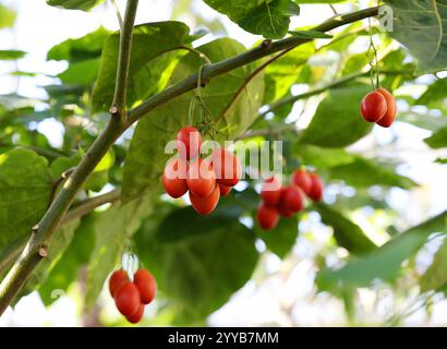 Tamarillo o pomodoro albero, Solanum betaceum (precedentemente Cyphomandra betacea), Solanaceae. Ande subtropicali, Sud America. Foto Stock