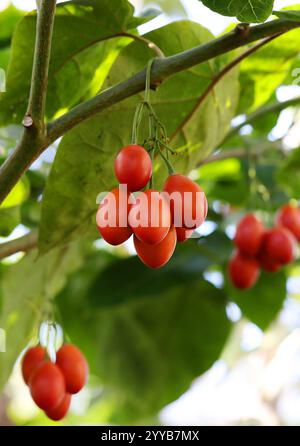 Tamarillo o pomodoro albero, Solanum betaceum (precedentemente Cyphomandra betacea), Solanaceae. Ande subtropicali, Sud America. Foto Stock