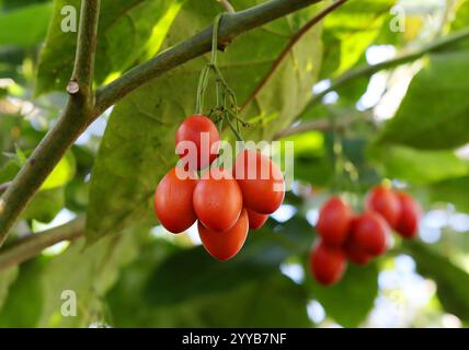 Tamarillo o pomodoro albero, Solanum betaceum (precedentemente Cyphomandra betacea), Solanaceae. Ande subtropicali, Sud America. Foto Stock