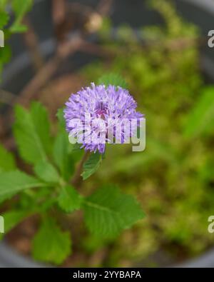 primo piano di fiori comuni o neri in giardino, vista dall'alto dell'attraente fiore viola con messa a fuoco morbida e sfondo sfocato con spazio per le copie Foto Stock