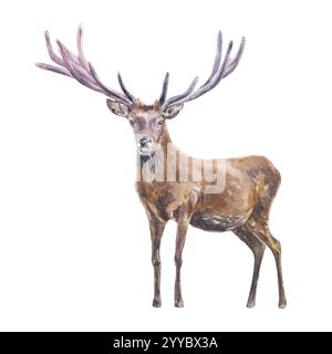Cervo con grosse corna, maschio. Illustrazione ad acquerello disegnata a mano di animali della foresta isolati su bianco. Per cartoline, libri, poster, natura e fauna selvatica Foto Stock