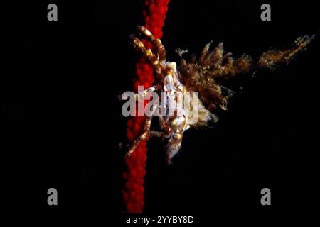 Primo piano di un granchio Xeno (Xenocarcinus sp.) Su un Red Whip Coral. Ambon, Indonesia Foto Stock