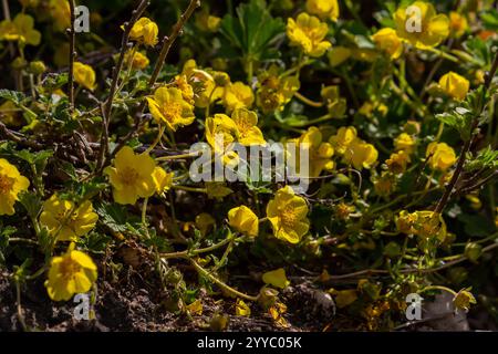 Fiori gialli di Cinquefoil strisciante, chiamato anche Potentilla reptans o Kriechendes Fingerkraut. Foto Stock