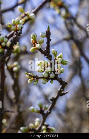 Gemme prunus avium, comunemente chiamato ciliegio selvatico, ciliegia dolce, geana o ciliegia di uccello. Budbreak. Primavera. Foto Stock