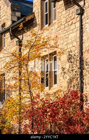 Un edificio in mattoni con un albero che ne cresce. L'albero ha foglie arancioni e gialle Foto Stock