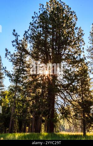 Un grande albero con un sole che splende attraverso i suoi rami. Il sole e' luminoso e caldo, proiettando un bagliore dorato sull'albero e sull'area circostante. Lo scen Foto Stock