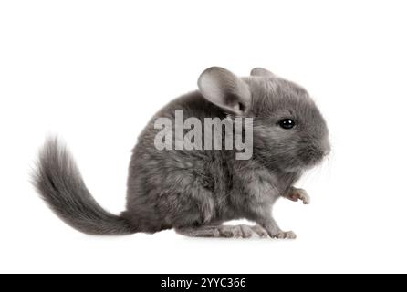 Graziosa piccola chinchilla grigia di due mesi isolata su sfondo bianco Foto Stock